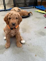 Matilda, a female Goldendoodle for sale in Fort Collins, CO – 3 of 5