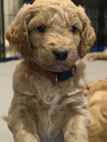 Winnie, a female Goldendoodle for sale in Fort Collins, CO – 2 of 4