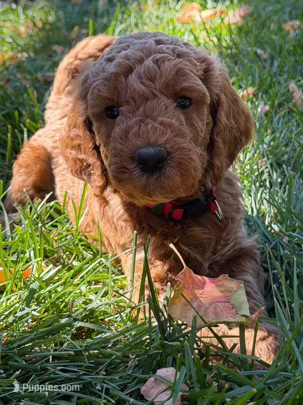 Clifford – Goldendoodle puppy for sale in Fort Collins, CO