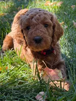Clifford, a male Goldendoodle for sale in Fort Collins, CO – 1 of 5