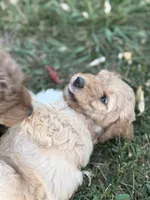 Peppa, a female Goldendoodle for sale in Fort Collins, CO – 3 of 7