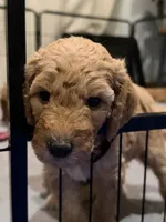 Peppa, a female Goldendoodle for sale in Fort Collins, CO – 6 of 7