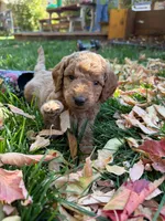 George, a male Goldendoodle for sale in Fort Collins, CO – 2 of 5