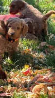 Matilda, a female Goldendoodle for sale in Fort Collins, CO – 2 of 5