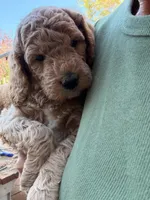 Alice, a female Goldendoodle for sale in Fort Collins, CO – 1 of 5