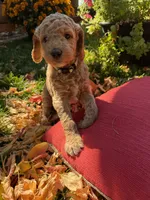 Alice, a female Goldendoodle for sale in Fort Collins, CO – 2 of 5
