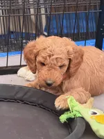 Matilda, a female Goldendoodle for sale in Fort Collins, CO – 4 of 5