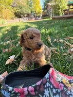 George, a male Goldendoodle for sale in Fort Collins, CO – 3 of 5
