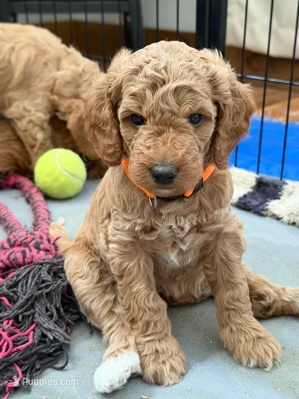 Matilda – Goldendoodle puppy for sale in Fort Collins, CO