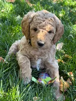 Alice, a female Goldendoodle for sale in Fort Collins, CO – 3 of 5