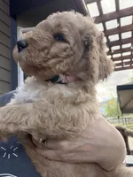Peppa, a female Goldendoodle for sale in Fort Collins, CO – 7 of 7