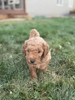 Madeline, a female Goldendoodle for sale in Fort Collins, CO – 4 of 4