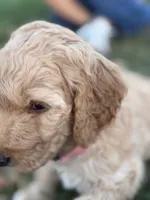 Peppa, a female Goldendoodle for sale in Fort Collins, CO – 4 of 7