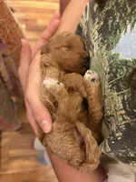 Charlotte, a female Goldendoodle for sale in Fort Collins, CO – 5 of 6