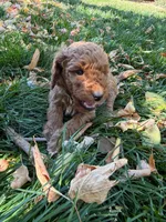 Charlotte, a female Goldendoodle for sale in Fort Collins, CO – 2 of 6
