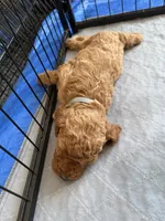 Charlotte, a female Goldendoodle for sale in Fort Collins, CO – 6 of 6