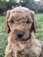 Madeline, a female Goldendoodle for sale in Fort Collins, CO – 1 of 4