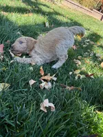 Winnie, a female Goldendoodle for sale in Fort Collins, CO – 4 of 4