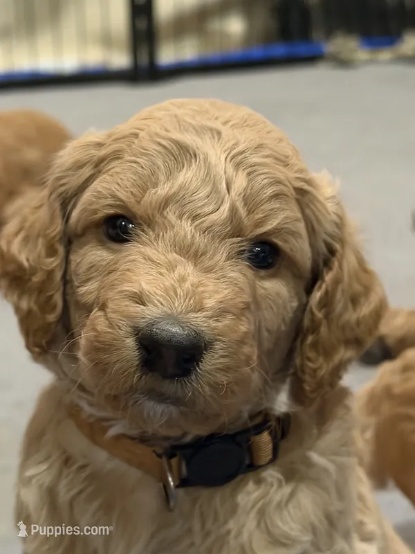 Winnie – Goldendoodle puppy for sale in Fort Collins, CO