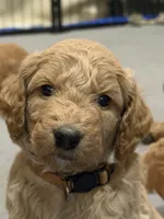 Winnie, a female Goldendoodle for sale in Fort Collins, CO – 1 of 4