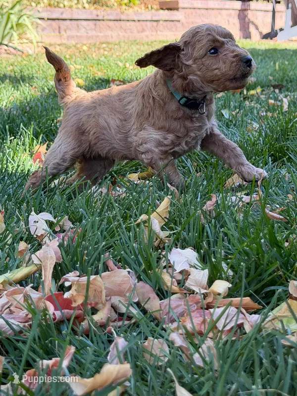 George – Goldendoodle puppy for sale in Fort Collins, CO
