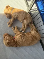 Charlotte, a female Goldendoodle for sale in Fort Collins, CO – 3 of 6