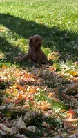 Charlotte, a female Goldendoodle for sale in Fort Collins, CO – 4 of 6