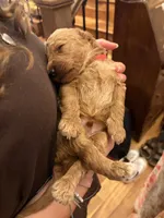Clifford, a male Goldendoodle for sale in Fort Collins, CO – 3 of 5