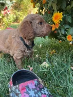 Madeline, a female Goldendoodle for sale in Fort Collins, CO – 2 of 4