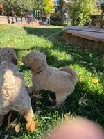 Winnie, a female Goldendoodle for sale in Fort Collins, CO – 3 of 4