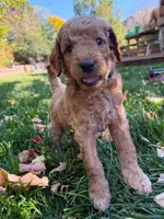 George, a male Goldendoodle for sale in Fort Collins, CO – 5 of 5
