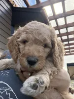 Peppa, a female Goldendoodle for sale in Fort Collins, CO – 5 of 7