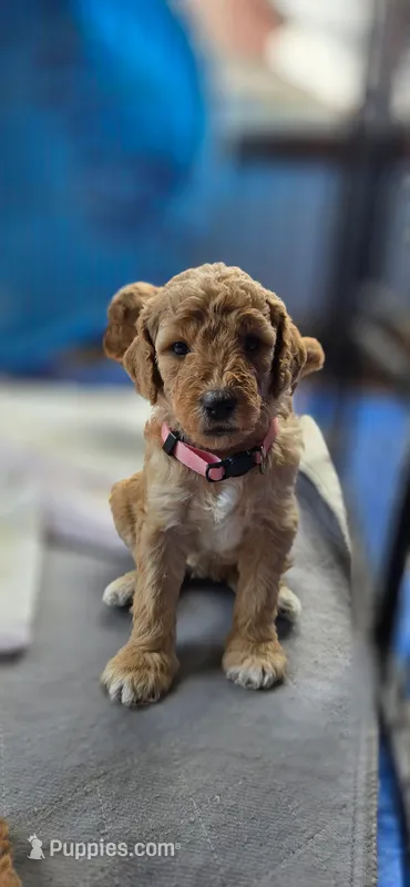 Peppa – Goldendoodle puppy for sale in Fort Collins, CO