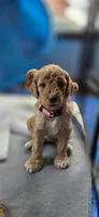 Peppa, a female Goldendoodle for sale in Fort Collins, CO – 1 of 7