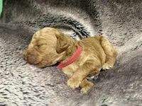 Clifford, a male Goldendoodle for sale in Fort Collins, CO – 5 of 5