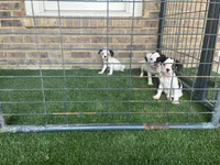 French Bulldog/ Caviler Spaniel mix, a female French Bulldog for sale in Peachtree City, GA – 5 of 6