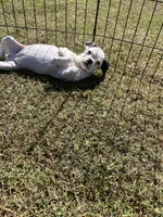 Bubbles, a female French Bulldog and Cavalier King Charles Spaniel for sale in Peachtree City, GA – 3 of 4