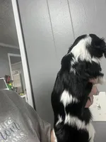 AKC Caviler (Hover), a male Cavalier King Charles Spaniel for sale in Atlanta, GA – Photo 4 of 4