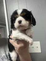 AKC Caviler (Hover), a male Cavalier King Charles Spaniel for sale in Atlanta, GA – Photo 3 of 4