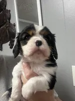 AKC Caviler (Hover), a male Cavalier King Charles Spaniel for sale in Atlanta, GA – Photo 1 of 4