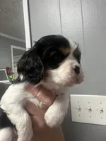 AKC Caviler (Hover), a male Cavalier King Charles Spaniel for sale in Atlanta, GA – Photo 2 of 4