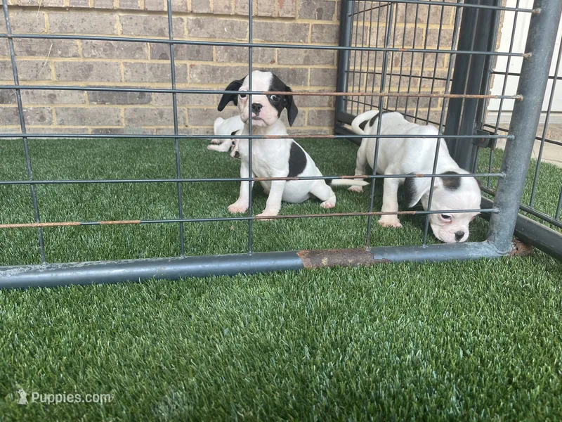 French Bulldog/ Caviler Spaniel mix – French Bulldog puppy for sale in Peachtree City, GA