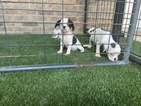 French Bulldog/ Caviler Spaniel mix, a female French Bulldog for sale in Peachtree City, GA – 1 of 6