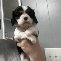 AKC Welden, a male Cavalier King Charles Spaniel for sale in Charlotte, NC – Photo 1 of 2