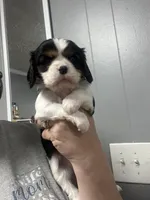 AKC Welden, a male Cavalier King Charles Spaniel for sale in Atlanta, GA – Photo 1 of 2