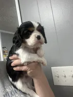 AKC Welden, a male Cavalier King Charles Spaniel for sale in Atlanta, GA – Photo 2 of 2