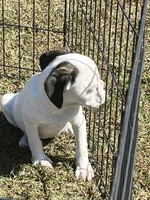 Bubbles, a female French Bulldog and Cavalier King Charles Spaniel for sale in Peachtree City, GA – 2 of 4