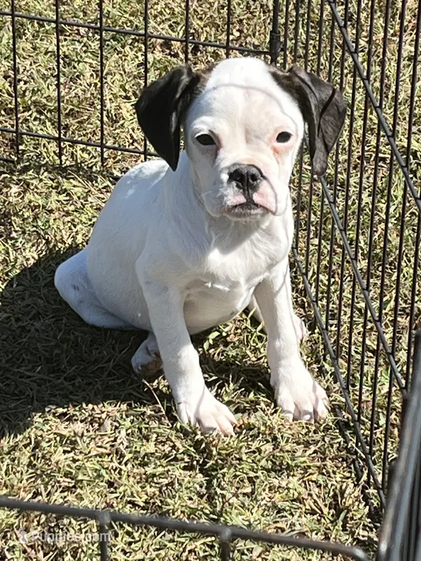Bubbles – French Bulldog, Cavalier King Charles Spaniel puppy for sale in Peachtree City, GA