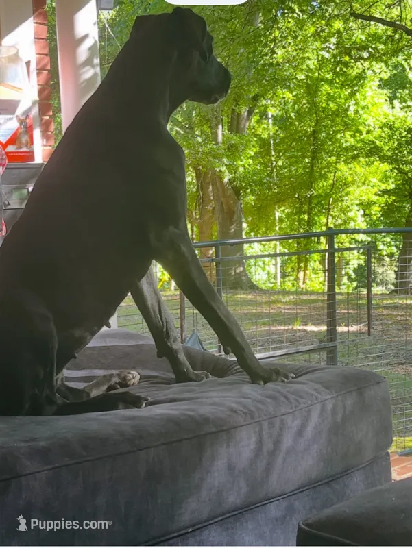 Charlotte – Great Dane puppy for sale in Peachtree City, GA
