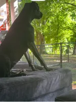 Charlotte, a female Great Dane for sale in Peachtree City, GA – 1 of 3